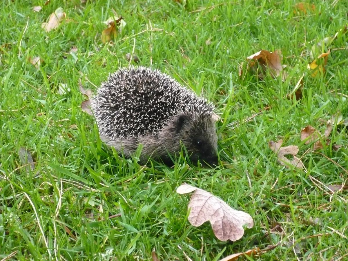 B&B De Zulthe Roden Zewnętrze zdjęcie